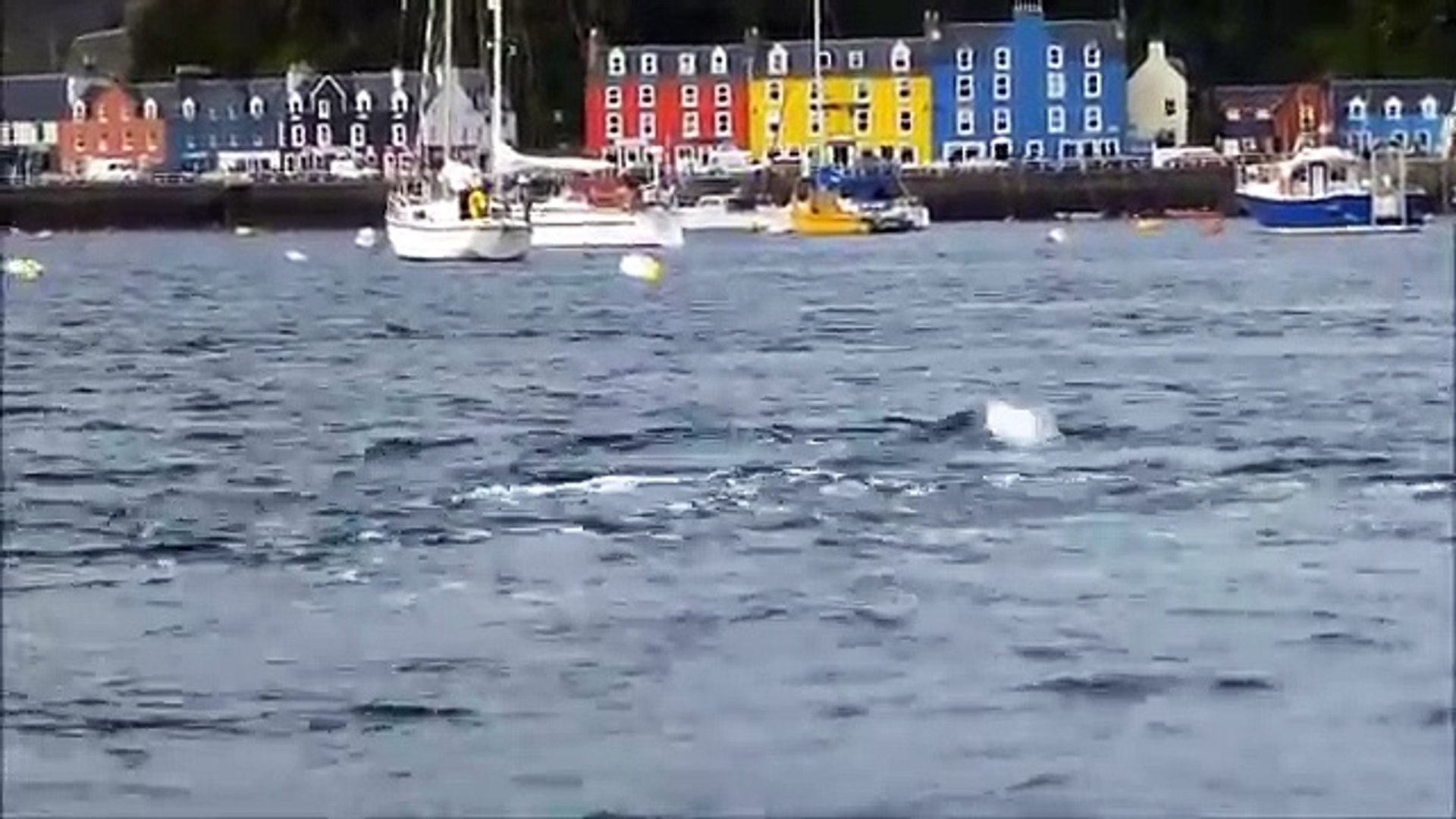 ⁣Bottlenose Dolphins visit Tobermory Bay