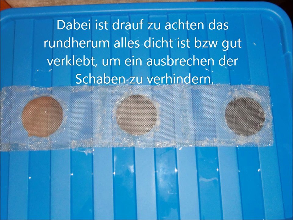Bau einer Schabenzuchtbox