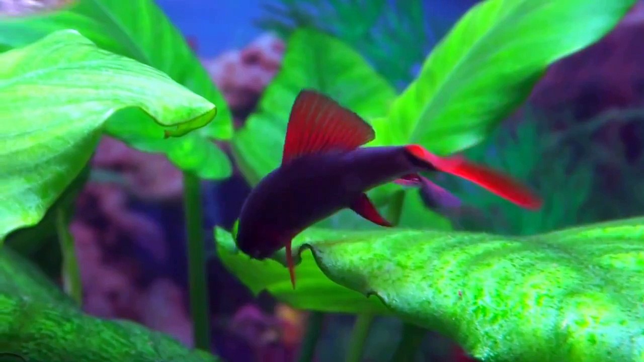 Tiburón de agua dulce (tiburón arcoiris)