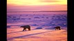 Walruses Flee Melting Sea Ice For Shore