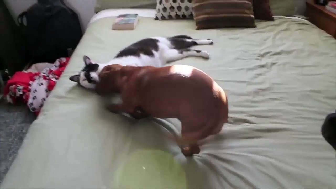 Adorable Cat Helps Calm Down Excited Dachshund
