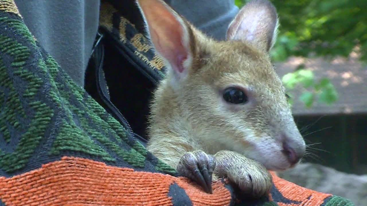 Hallo Welt: Känguru-Waise Monti erkundet erstmals Berliner Tierpark