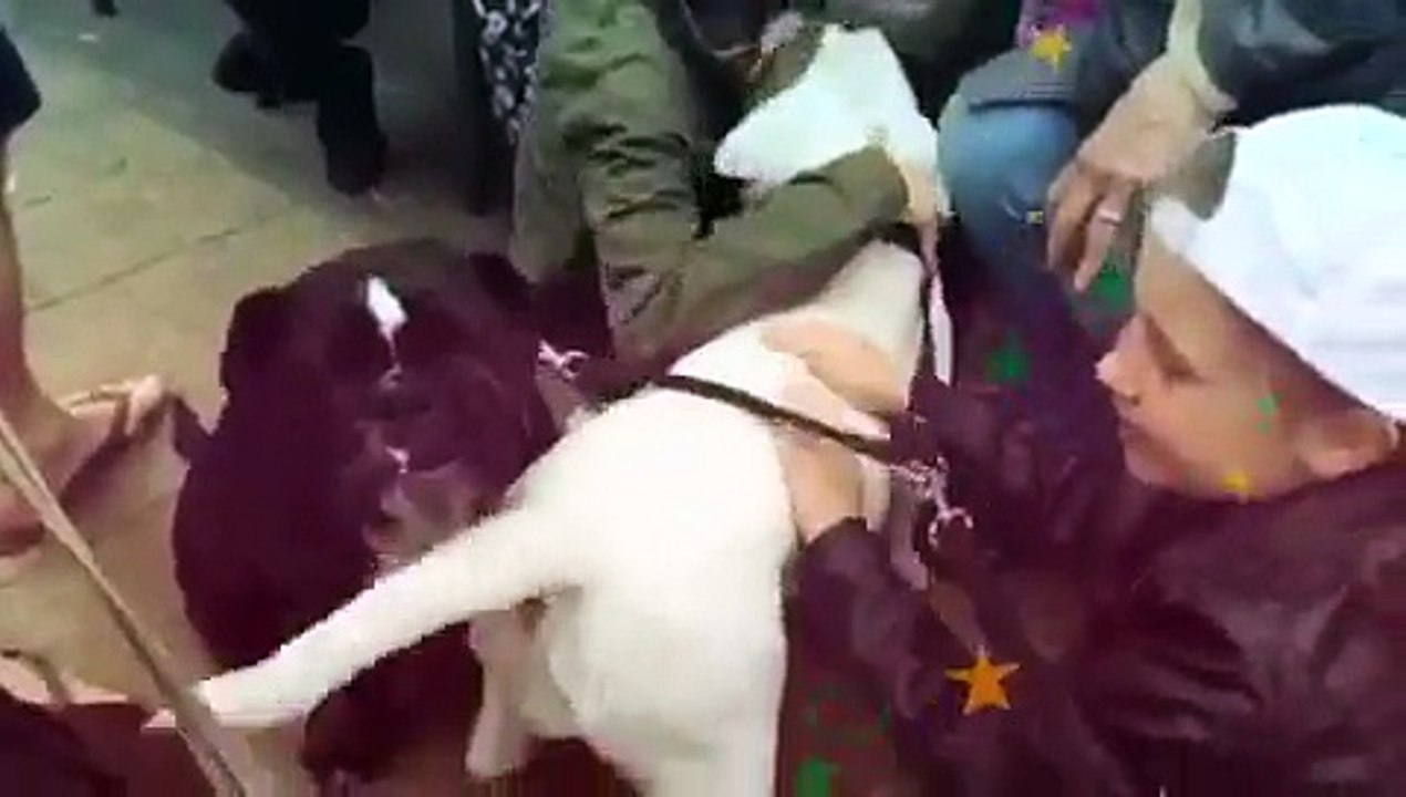 Roxy and Vinnies adventures