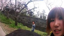 Hawk eyes camera cherry　No1綺麗に咲いた桜のトンネルを鷹の目線でビデオ撮影