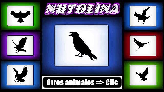 Sonidos de animales: Sonido del cuervo - Ruido del cuervo
