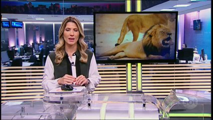 Zimbábue adia o julgamento do organizador da caça ao leão Cecil