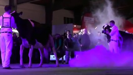 Swiss Expo 2015 Holstein Grande Championne