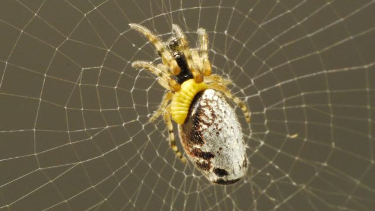 This Wasp Mind-Controls Spiders While Eating Th...