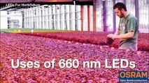 Horticultural Lighting with LEDs from OSRAM Opto Semiconductors