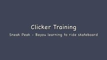 Clicker Training - Bayou Starting Skateboard Training