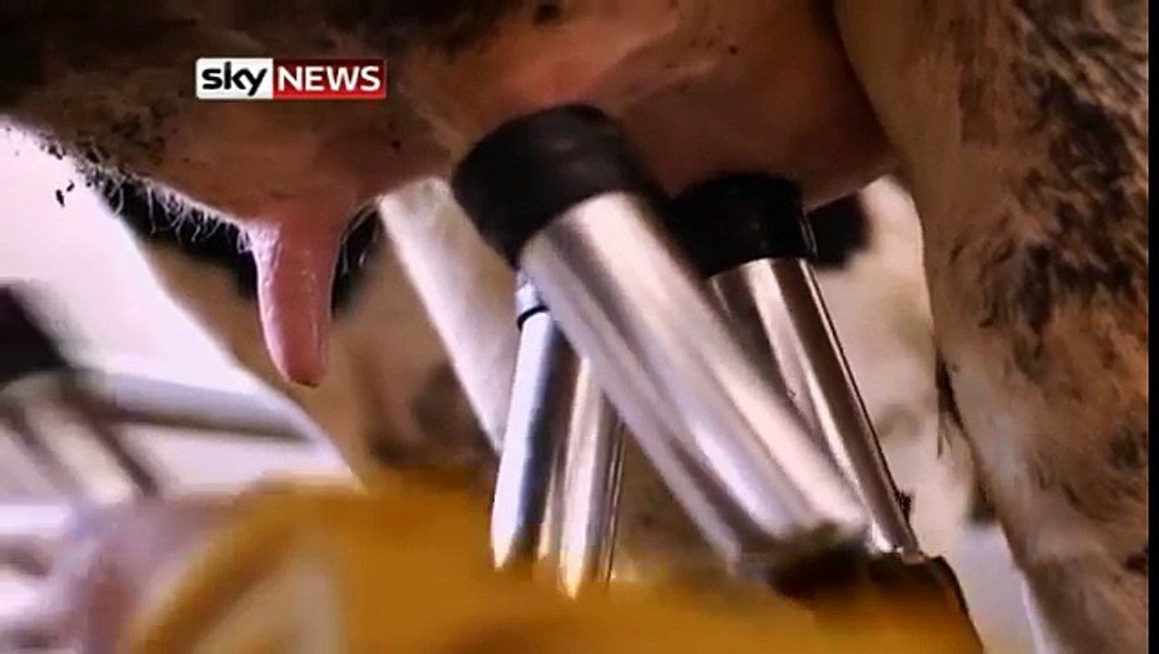 Breast Is Best: Chinese Cows Produce Human Milk