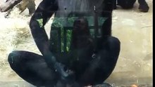 Wuppertaler Zoo : Affe holt sich einen runter O.o