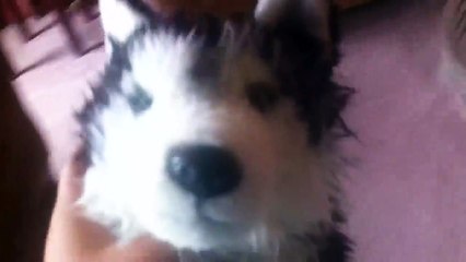 Is my webkinz signature Siberian husky ruined??