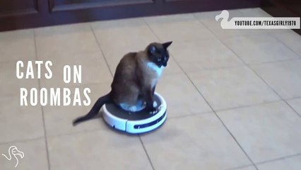 Cats on Roombas