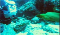 Virtual Dive: Moray Eeel l www.AquaSportsInc.com l Scuba Diving l Florida l Fort Lauderdale l Ft Lauderdale l Pompano l Miami l Key Largo l Keys l Bahamas