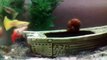 5 Gallon mixed live bearing fish tank *Guppies, Platy, Molly, Snail*