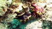 Adventurer Encounters Colorful Cuttlefish Off Philippines Coast