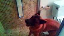 Dog Tries to Attack Water