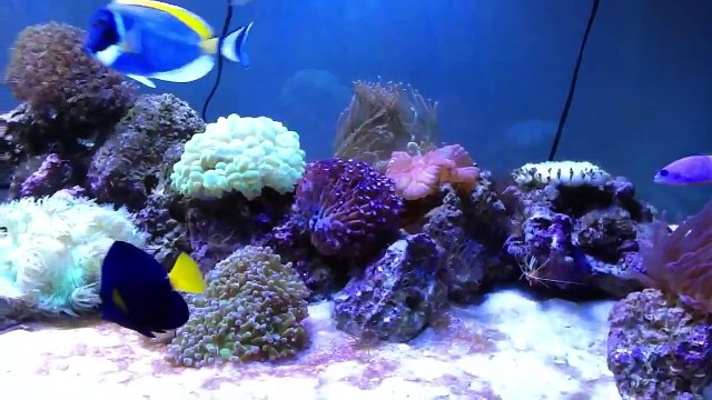 Pecera marina de 800 litros