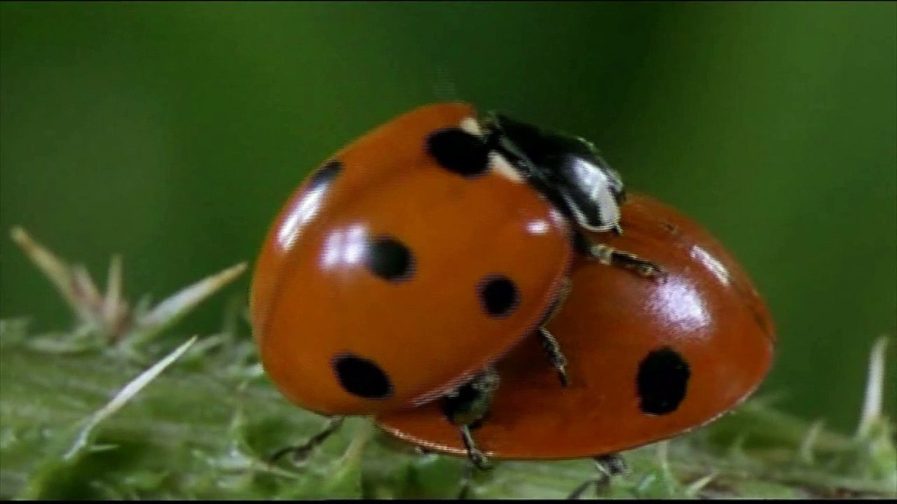 Music Video Montage ERA Ameno, La Planète Bleue, Microcosmos, Le Peuple Migrateur