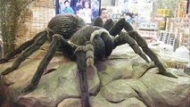 World's Biggest Largest Spider 2015 Giant Spider