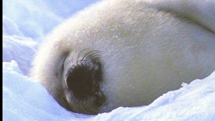 Fat and Wonderful Baby Seals
