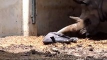 Rare baby white rhino seconds after birth at zoo near Tel Aviv