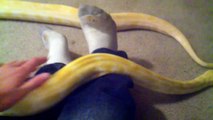 new albino burmese python