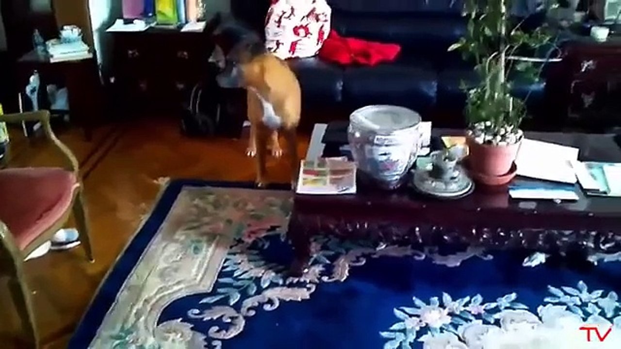 Funny Videos - Funny Cats   Funny Dogs   Funny Animals - Videos Funny Dogs and Cat 2015