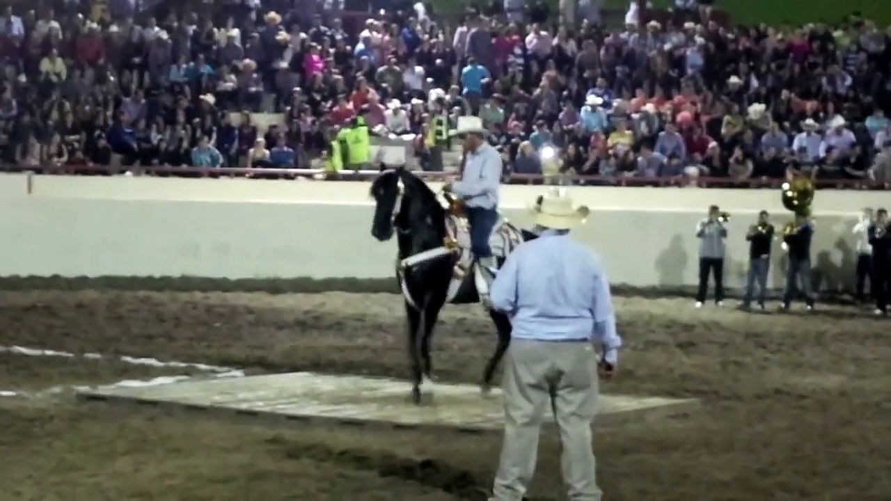Feria Ganadera Culiacan 2013 Caballos bailadores PRIMER LUGAR "Caballo el Kaliman"