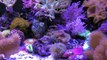 Peces marinos y corales