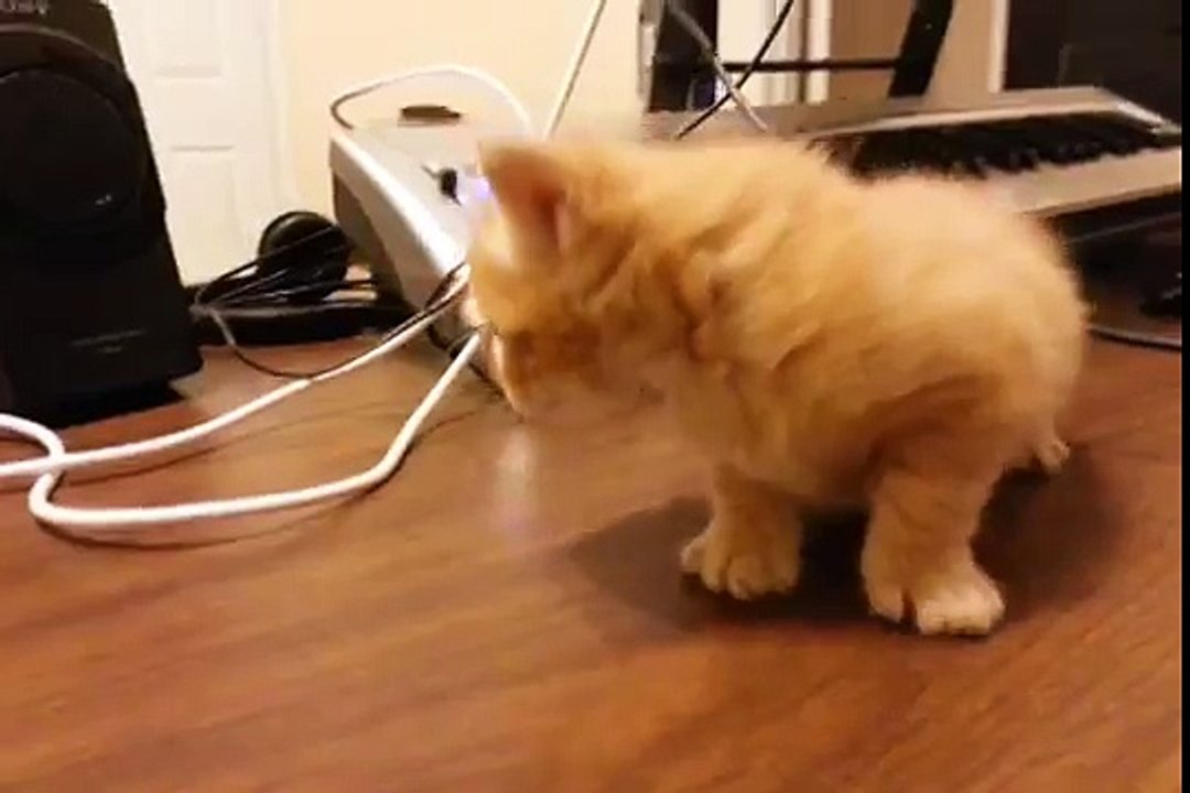Kitty Cat Meows - Little Orange Kitten