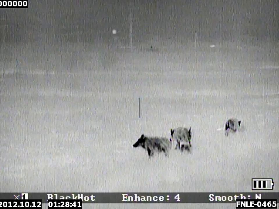 Охота на кабана с тепловизором.