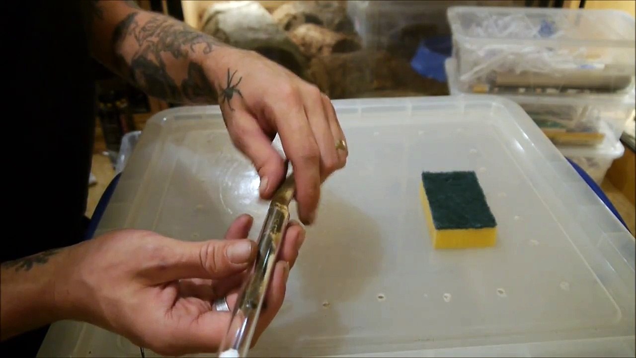Handling a Cobra Safely.