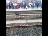 Brave Girl save a dog's life.....great video