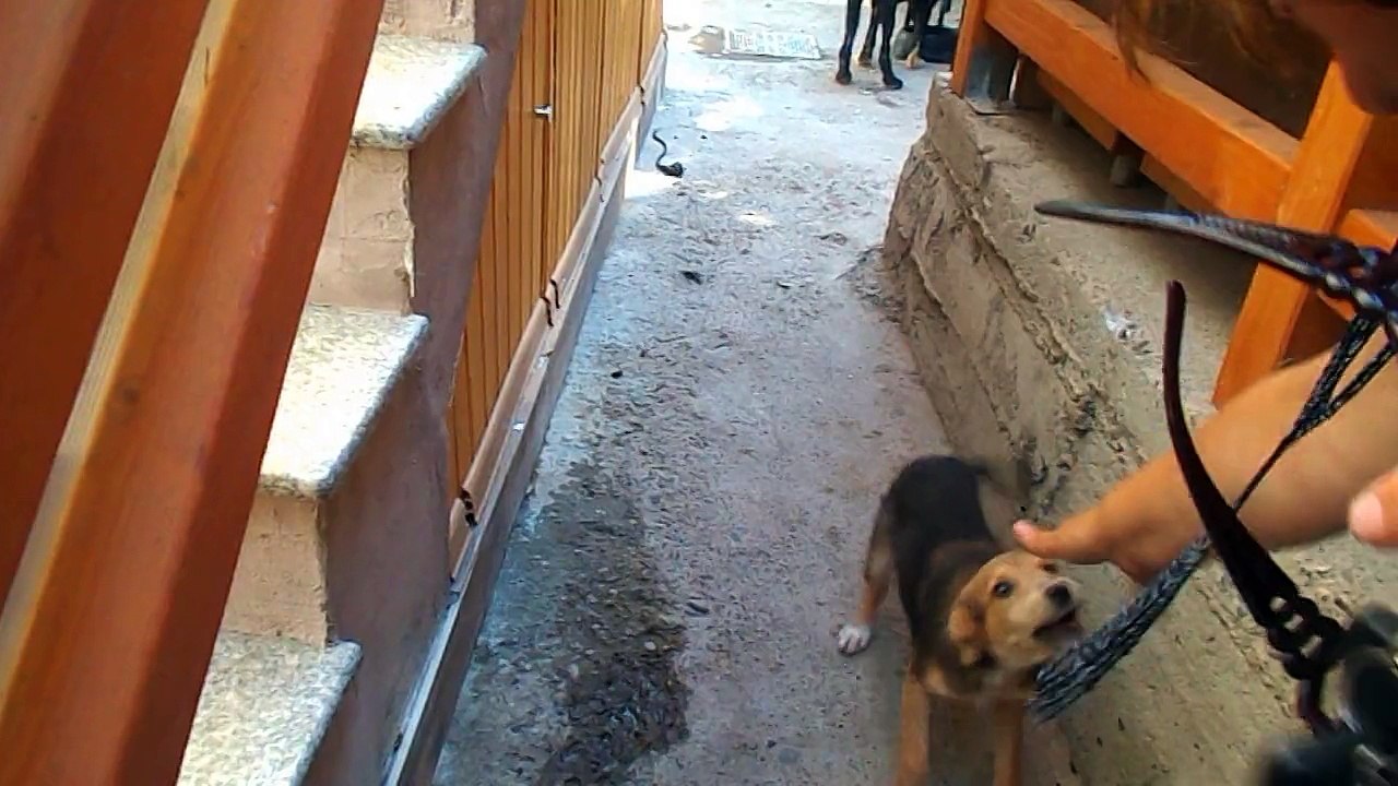 PUPPIES