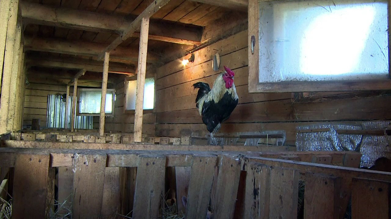 Russian farmers struggling one year after sanctions