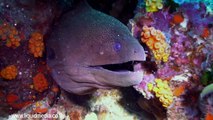 Reef LIfe - The HD Underwater Video from Koh Tao, Gulf of Thailand
