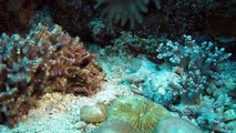 STUNNING TIME-LAPSE SHOWS CORAL REEF'S SECRET LIFE ON THE GREAT BARRIER REEF-copypasteads.com
