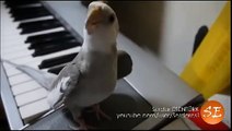 Şarkı Söyleyen Papağan - 