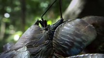 Гиганские крабы - Природа Тихого океана
