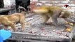 Whatsapp funny animal video   Monkey teasing dog