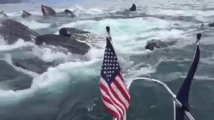 Télécharger la video: Boater freaks out when dozens of Whales breach next to him