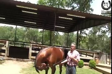 شذى الربيع بنت مروان الشقب من خيول مربط الربيع