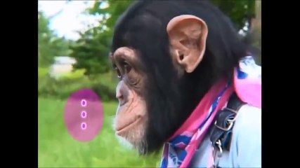 Le petit singe et son chien vous feront rire , préparez-vous avant de voir la vidéo.