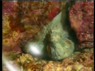 For men of understanding nature -sea animals (Amazing)