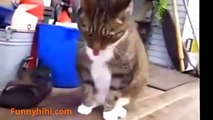 Funny Cat Videos Cats Dancing To The Rhythm Funny Naughty Cat Funny Cat 2015