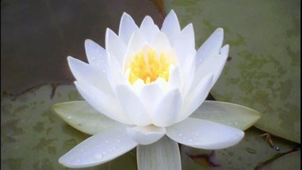 Morning Gongyo - Very Fast with 30 minutes Daimoku