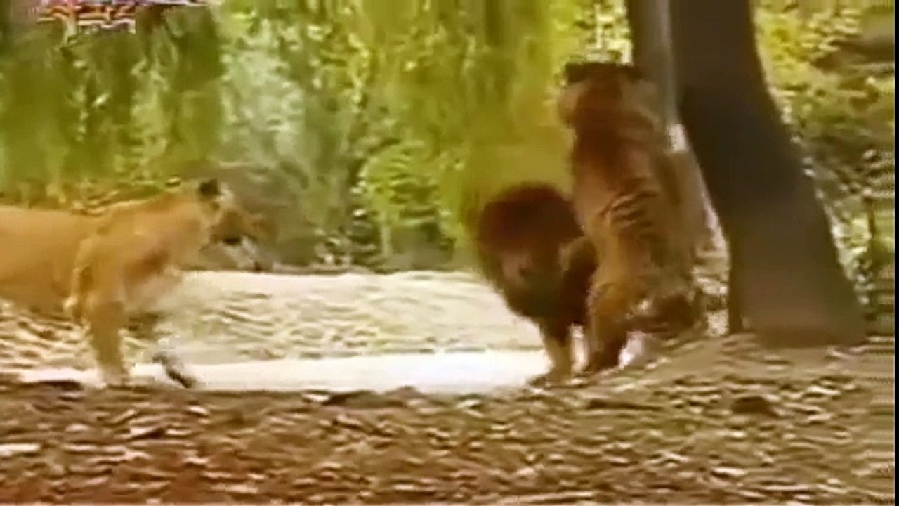 Lion vs Tiger Fight I Real Fight Of Lion vs Tiger Videos Compilation [Full] ✔