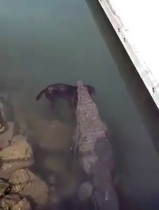 Crocodile VS Dog